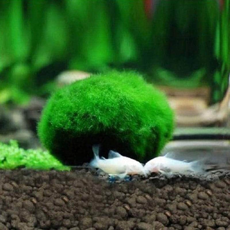 Cladophora boules de mousse Marimo plantes vivantes pour crevettes x5-2-Petmonde