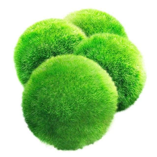 Cladophora boules de mousse Marimo plantes vivantes pour crevettes x5-3-Petmonde