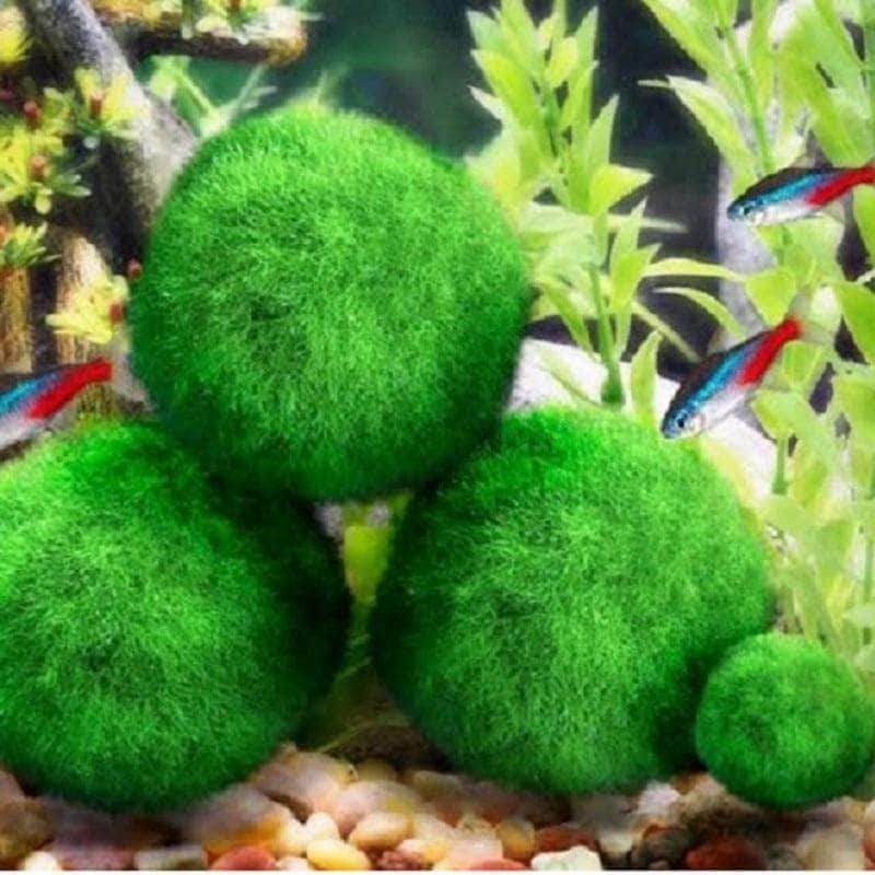 Cladophora boules de mousse Marimo plantes vivantes pour crevettes x5-4-Petmonde
