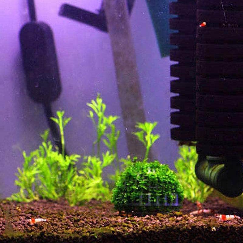 Boule pour mousse java et billes d'argile pour aquarium de crevettes-4-Petmonde