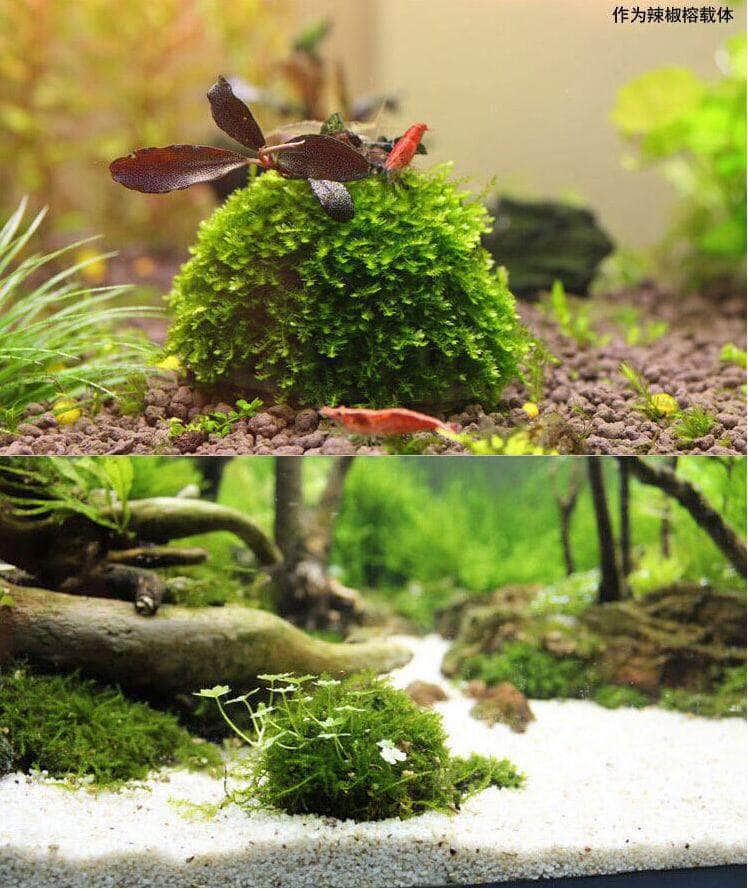 Boule pour mousse java et billes d'argile pour aquarium de crevettes-6-Petmonde