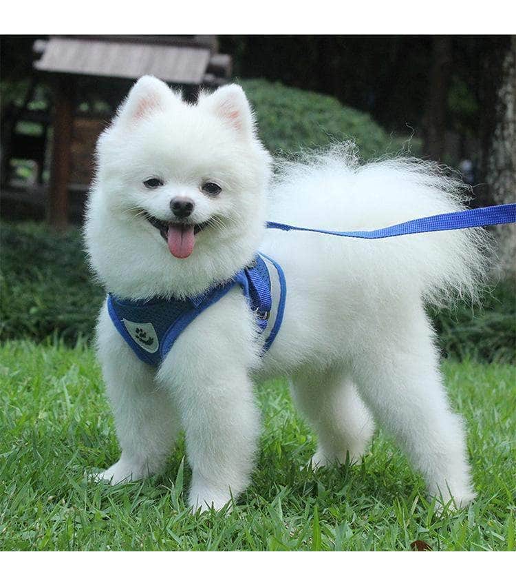 Ensemble harnais réfléchissant et laisse pour chien gilet respirant en nylon-5-Petmonde