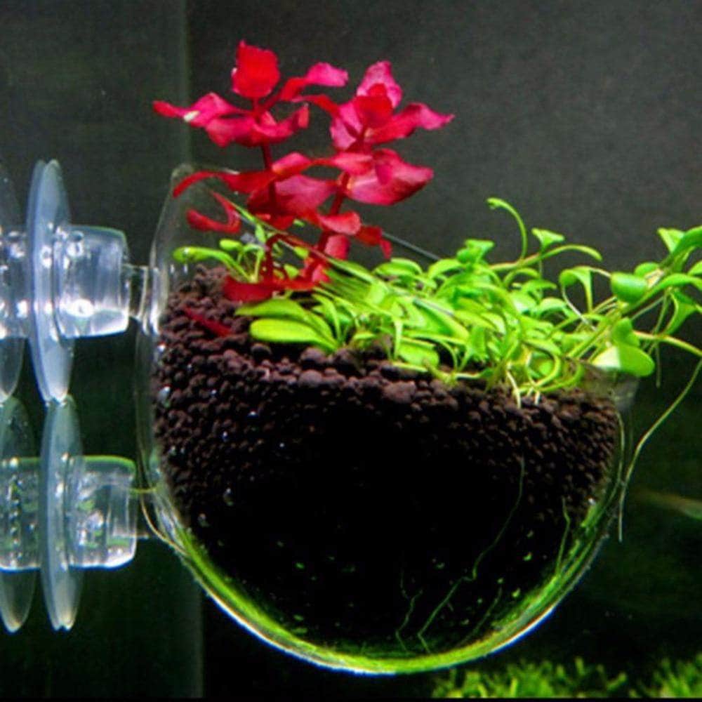 Pot en verre pour plantation décorative en suspension accessoire d'aquarium aquascaping-1-Petmonde