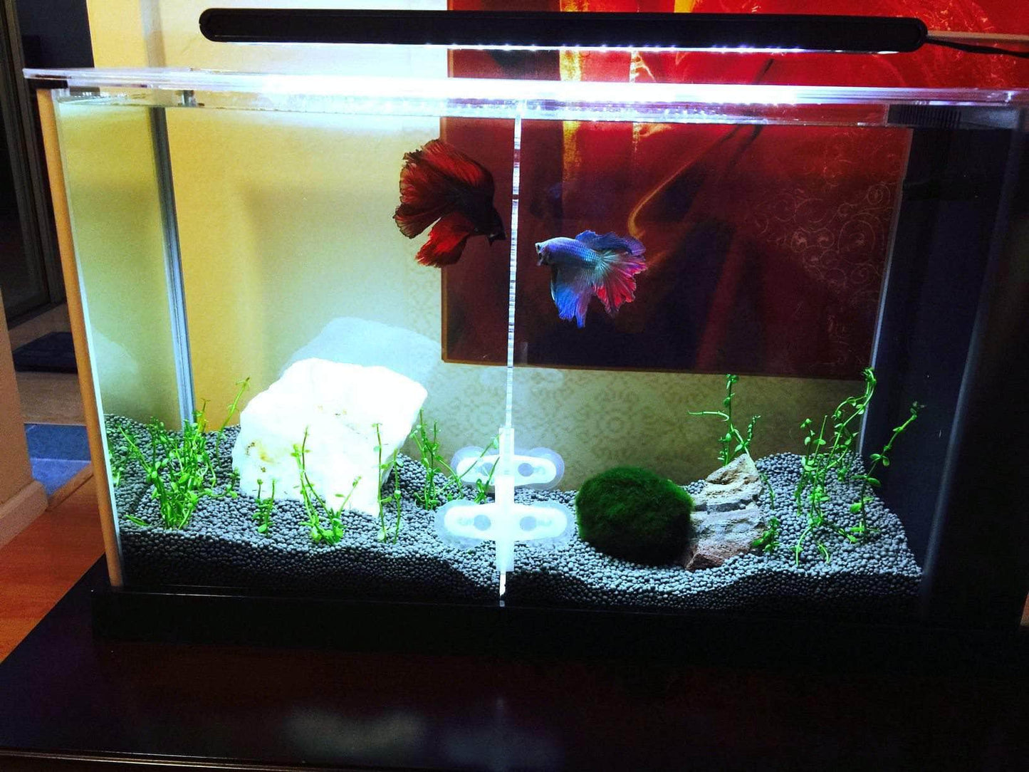 Séparateur en acrylique répartiteur avec 4 supports à ventouse diviseur aquarium plusieurs tailles disponibles-3-Petmonde