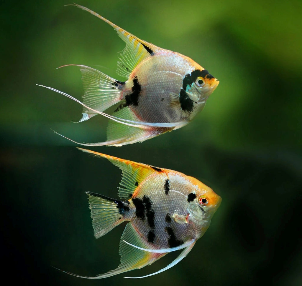 Les poissons-anges (dits scalaires): La grâce et la beauté d'un joyau aquatique