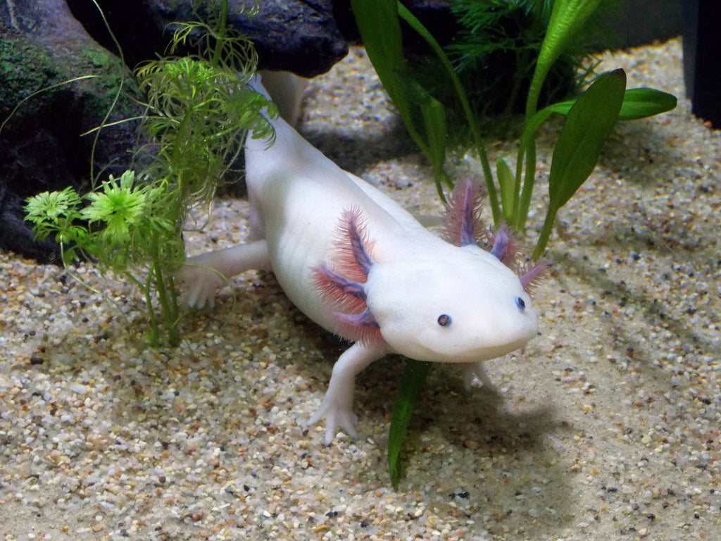 Les Axolotls: Fascinants compagnons aquatiques et conseils pour prendre soin d'eux
