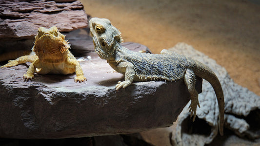 Les Dragons Barbus: Des compagnons exotiques pleins de charme et conseils pour en prendre soin