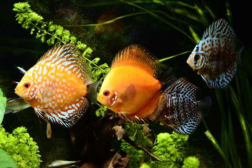 Les poissons Discus: Élégance aquatique dans votre aquarium