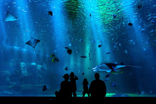Le pouvoir de l'aquarium dans la salle d'attente : Une oasis de calme pour le bien-être des patients