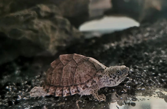 Sternotherus carinatus: Une Tortue Fascinante à Garder comme Animal de Compagnie