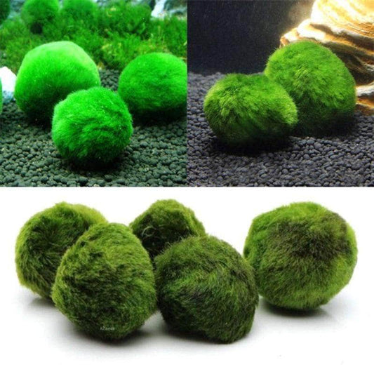 Cladophora boules de mousse Marimo plantes vivantes pour crevettes x5-1-Petmonde