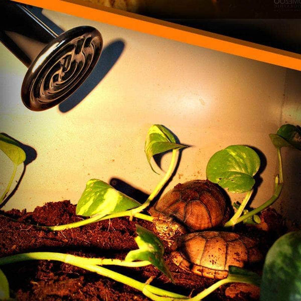 Ampoule chauffante infrarouge en céramique pour reptile tortue rongeur –  Petmonde