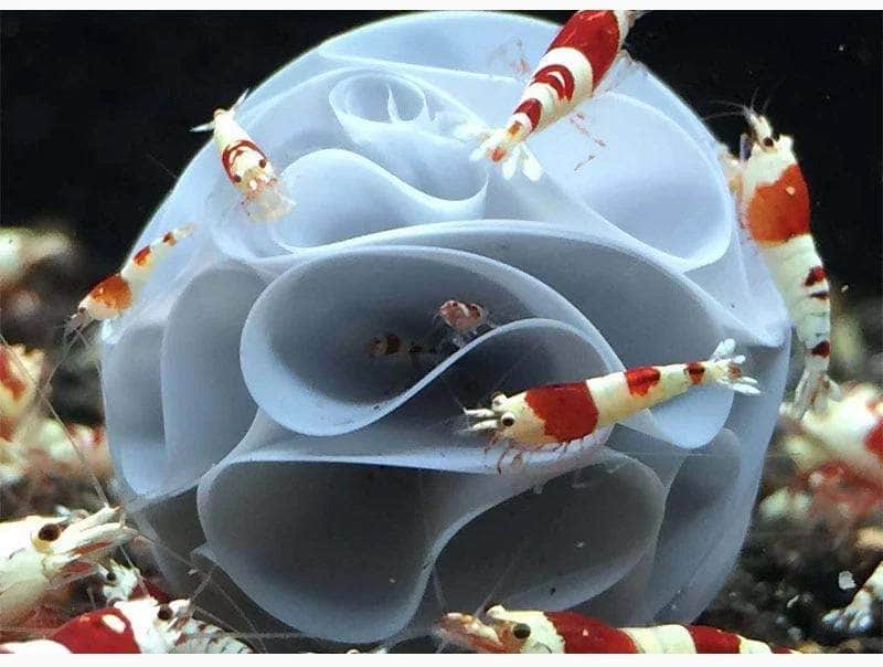 Maison de crevettes abri sphérique à cavités multiples pour éleveur de crevettes 10 pièces-1-Petmonde