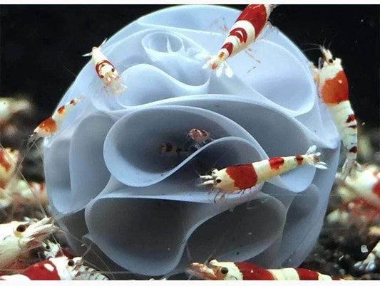 Maison de crevettes abri sphérique à cavités multiples pour éleveur de crevettes 10 pièces-1-Petmonde