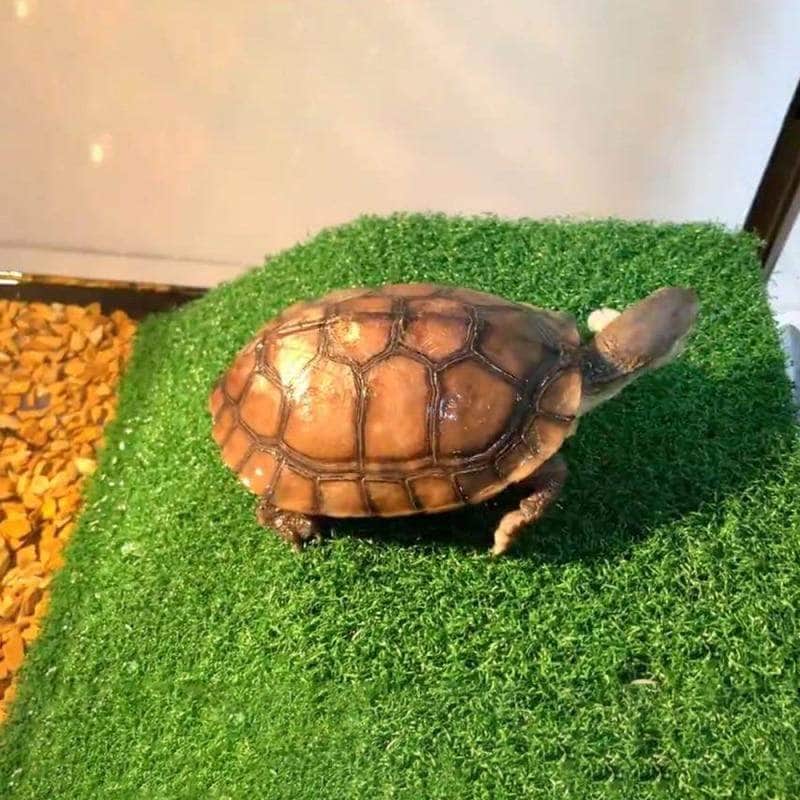 Plage pour Tortue d'Eau – Plateforme de Baignade et Repos-4-Petmonde
