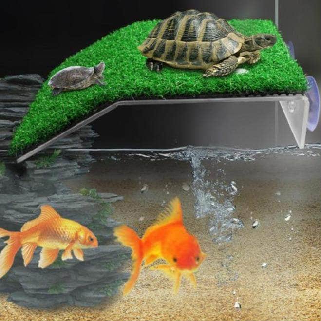Plage pour Tortue d'Eau – Plateforme de Baignade et Repos-1-Petmonde