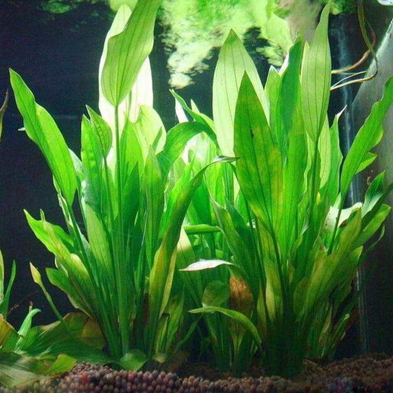 Plante artificielle herbe en plastique décoration pour aquarium-1-Petmonde
