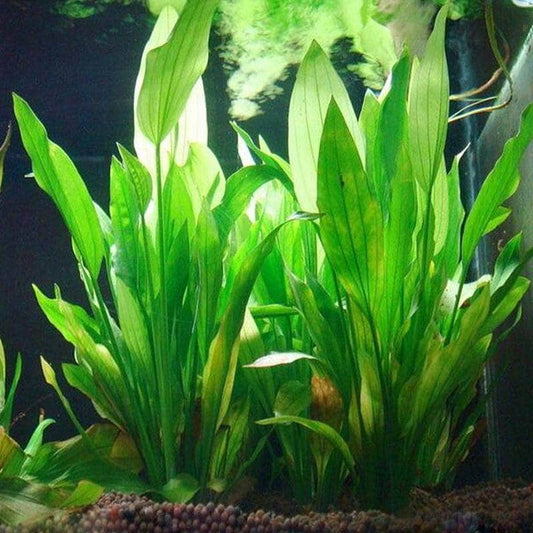 Plante artificielle herbe en plastique décoration pour aquarium-1-Petmonde