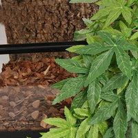 Petmonde-Plante suspendue avec ventouse grande taille décoration pour aquarium terrarium vivarium simulation milieu naturel-Decoration-30cm-Petmonde
