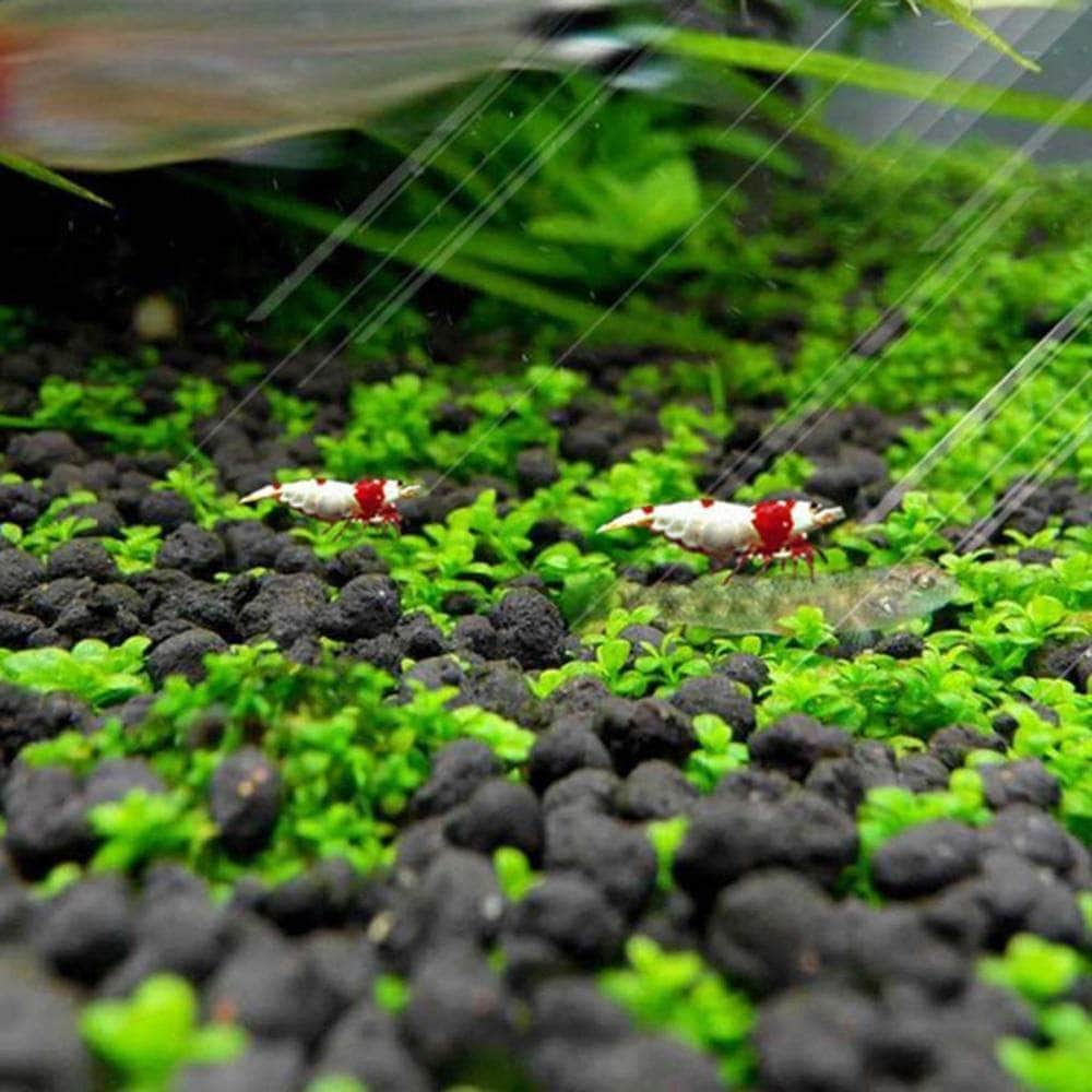 Waterweed graines plantes d'eau douce facile à cultiver décoration aquarium 10g-13-Petmonde