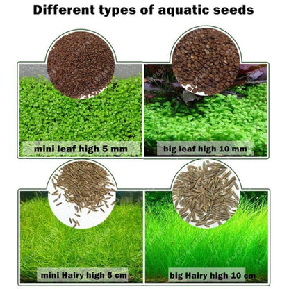 Waterweed graines plantes d'eau douce facile à cultiver décoration aquarium 10g-6-Petmonde