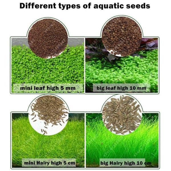 Graines de plantes d'aquarium 1000 g/boîte, croissance rapide, facile à  cultiver, graines de plantes aquatiques pour aquarium ornement de paysage  aquatique : : Animalerie