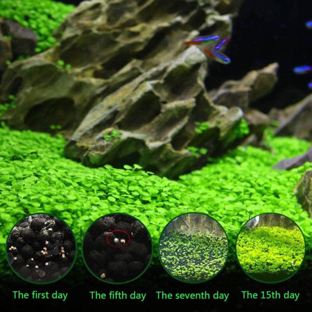 Waterweed graines plantes d'eau douce facile à cultiver décoration aquarium 10g-8-Petmonde