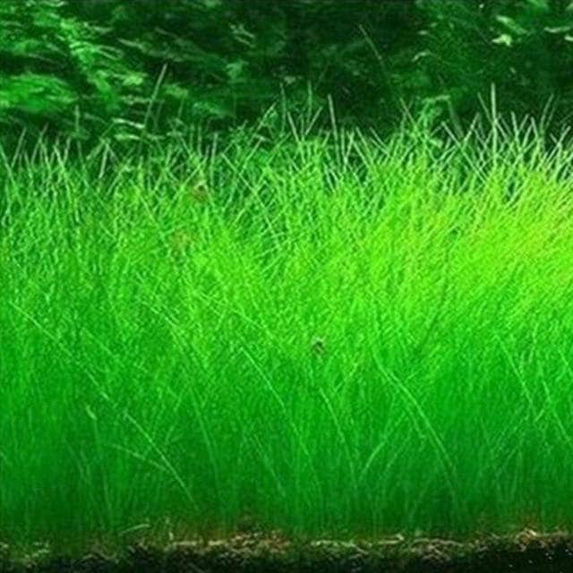 Waterweed graines plantes d'eau douce facile à cultiver décoration aquarium 10g-10-Petmonde