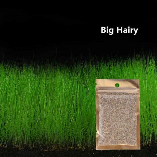 Waterweed graines plantes d'eau douce facile à cultiver décoration aquarium 10g-11-Petmonde