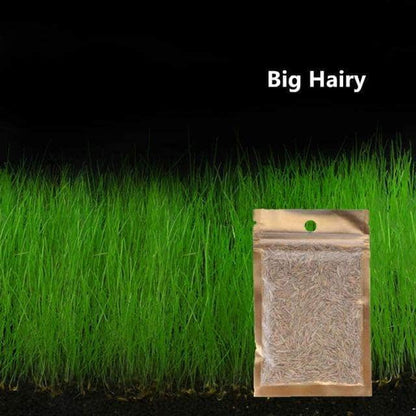 Waterweed graines plantes d'eau douce facile à cultiver décoration aquarium 10g-11-Petmonde