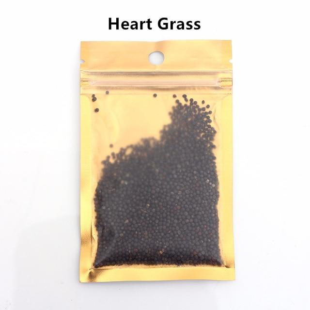 Waterweed graines plantes d'eau douce facile à cultiver décoration aquarium 10g-15-Petmonde