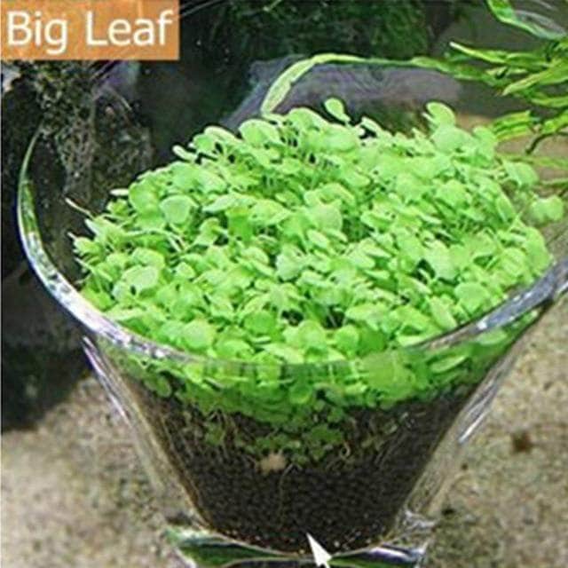 Waterweed graines plantes d'eau douce facile à cultiver décoration aquarium 10g-2-Petmonde