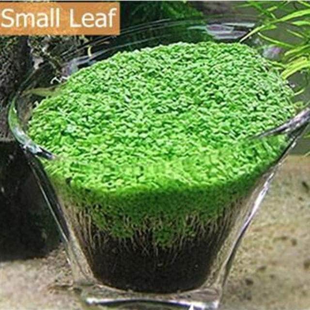 Waterweed graines plantes d'eau douce facile à cultiver décoration aquarium 10g-7-Petmonde