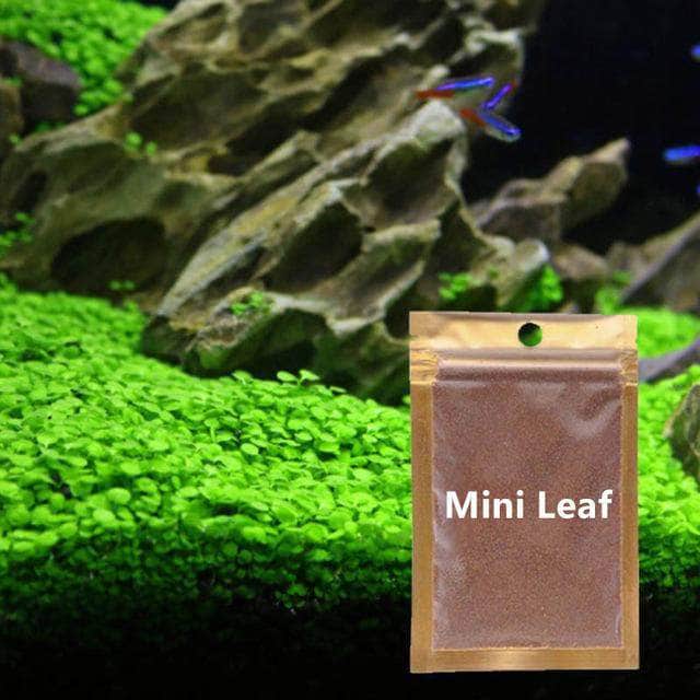 Waterweed graines plantes d'eau douce facile à cultiver décoration aquarium 10g-4-Petmonde