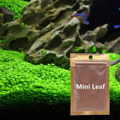 Waterweed graines plantes d'eau douce facile à cultiver décoration aquarium 10g-4-Petmonde